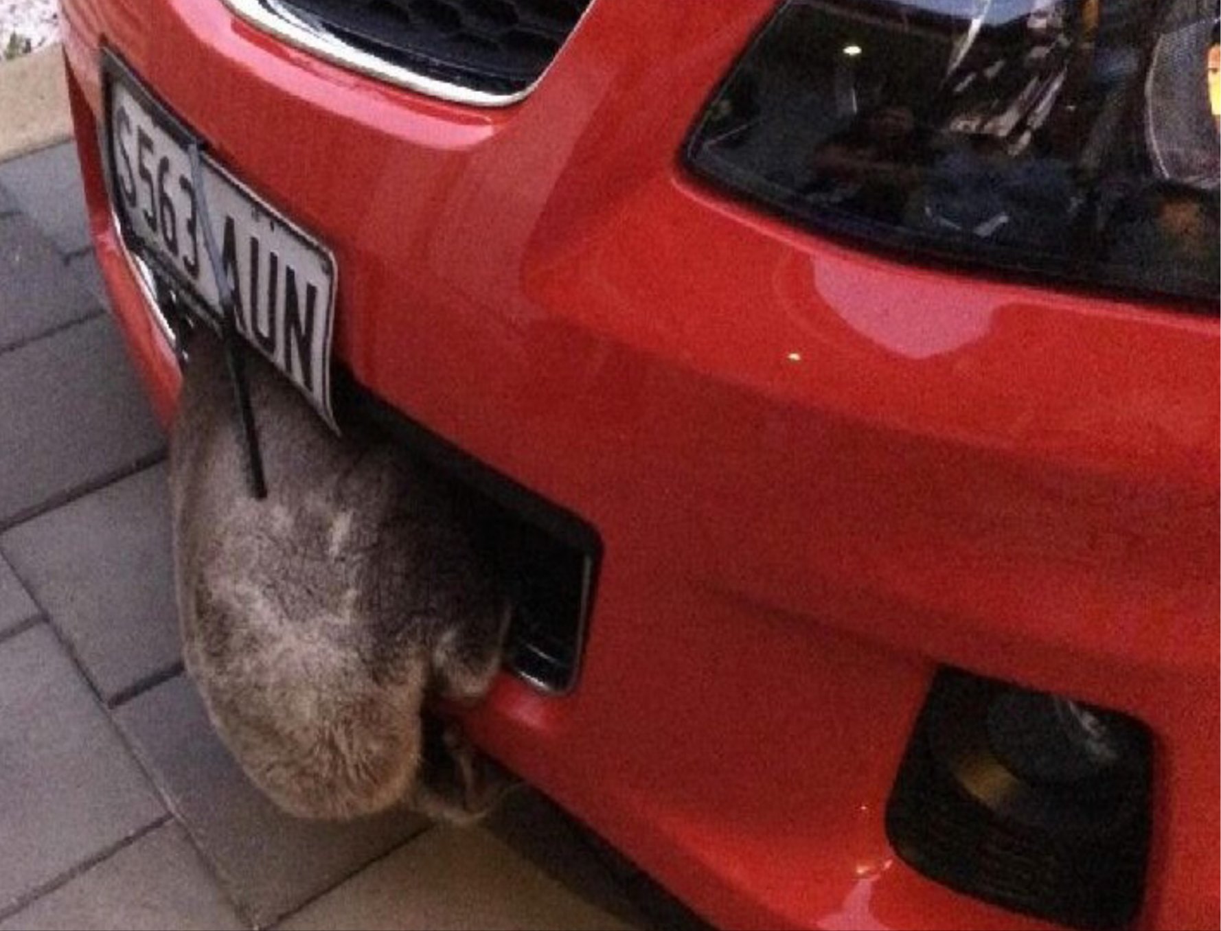 Photo by Bernie Gaetjens