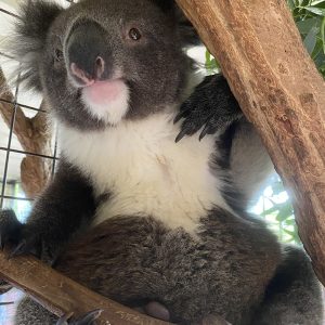 Adopt Byron