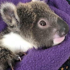 Adopt Clifton