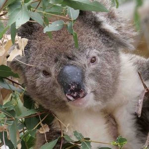 Adopt Rustle