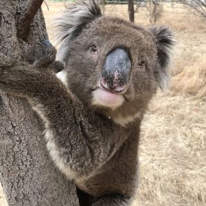 Adopt Teddy