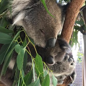 Adopt Valerie and Sonny