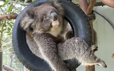 Koala update for 2025