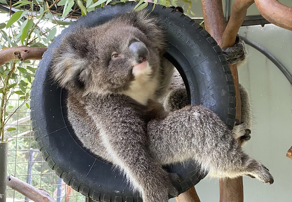 Koala update for 2025