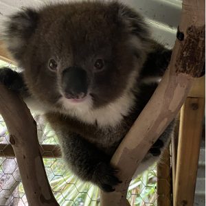 Adopt Waru