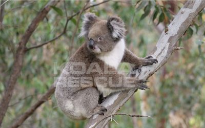 Koala numbers