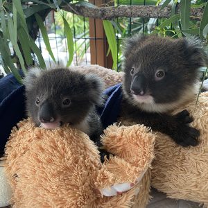 Adopt Yoshi and Sakura